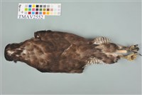 鳳頭蒼鷹藏品圖，第11張